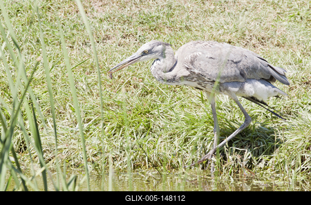 Grey heron (Ardea cinerea)-stock-foto