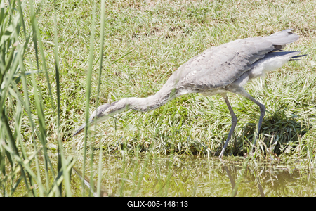 Grey heron (Ardea cinerea)-stock-foto
