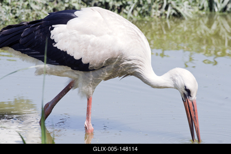 White stork (Ciconia ciconia)-stock-foto