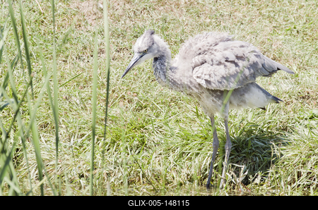 Grey heron (Ardea cinerea)-stock-foto