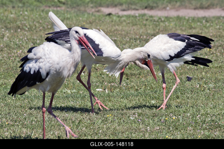 White stork (Ciconia ciconia)-stock-foto