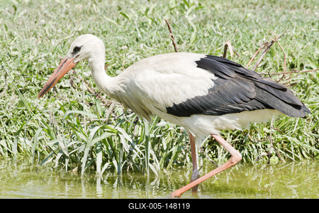 White stork (Ciconia ciconia)-stock-foto