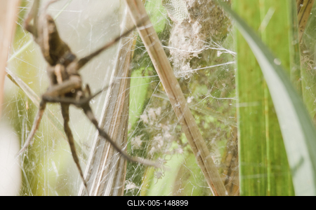 Raft spider born-stock-foto