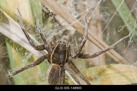 Raft spider born-stock-foto