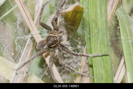 Raft spider born-stock-foto