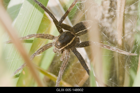 Raft spider born-stock-foto