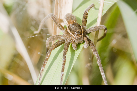 Raft spider born-stock-foto