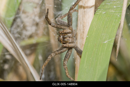 Raft spider born-stock-foto