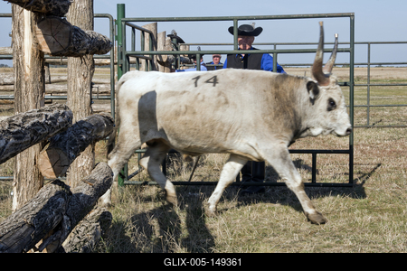 A magyar szürke szarvasmarha fajta népszerűsítése és a tenyészállat utánpótlást biztosító értékesítés a cél  a Magyar Szürke Bika Vásáron és Tenyészszemlén.Az árverésre kerülő tenyészállatok többsége a hortobágyi pásztorok keze alatt a Hortobágyi Nonprofit Kft. legelőin nevelkedtek.A megfelelő bikanevelést és minősítést a Magyar Szürke Szarvasmarhát Tenyésztők Egyesülete felügyeli. Az Egyesület és a cég közötti szoros szakmai kapcsolat eredményei ezek a tenyészállatok, melyek a fajta fenntartásának zálogai.A rendezvény helyszínén, a Pusztai Állatparkban ilyenkor a harmadéves vagyis harmadfű, fajta jellegének megfelelő, több minősítésen is átesett, külterjesen fölnevelt tenyészbikák vonulnak fel és kerülnek árverésre. Mind a nagyközönségnek, mind pedig a szakembereknek különleges élményt nyújt a tenyészállatok látványa és a hortobágyi gulyások szakmai fogásai, melyeket a mindennapi munkájuk során is alkalmaznak.-stock-foto