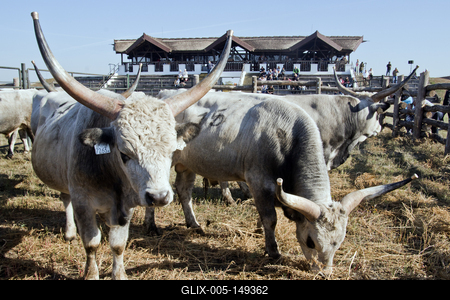 A magyar szürke szarvasmarha fajta népszerűsítése és a tenyészállat utánpótlást biztosító értékesítés a cél  a Magyar Szürke Bika Vásáron és Tenyészszemlén.Az árverésre kerülő tenyészállatok többsége a hortobágyi pásztorok keze alatt a Hortobágyi Nonprofit Kft. legelőin nevelkedtek.A megfelelő bikanevelést és minősítést a Magyar Szürke Szarvasmarhát Tenyésztők Egyesülete felügyeli. Az Egyesület és a cég közötti szoros szakmai kapcsolat eredményei ezek a tenyészállatok, melyek a fajta fenntartásának zálogai.A rendezvény helyszínén, a Pusztai Állatparkban ilyenkor a harmadéves vagyis harmadfű, fajta jellegének megfelelő, több minősítésen is átesett, külterjesen fölnevelt tenyészbikák vonulnak fel és kerülnek árverésre. Mind a nagyközönségnek, mind pedig a szakembereknek különleges élményt nyújt a tenyészállatok látványa és a hortobágyi gulyások szakmai fogásai, melyeket a mindennapi munkájuk során is alkalmaznak.-stock-foto