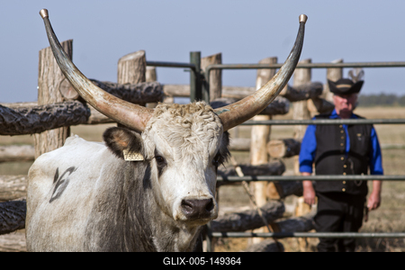 A magyar szürke szarvasmarha fajta népszerűsítése és a tenyészállat utánpótlást biztosító értékesítés a cél  a Magyar Szürke Bika Vásáron és Tenyészszemlén.Az árverésre kerülő tenyészállatok többsége a hortobágyi pásztorok keze alatt a Hortobágyi Nonprofit Kft. legelőin nevelkedtek.A megfelelő bikanevelést és minősítést a Magyar Szürke Szarvasmarhát Tenyésztők Egyesülete felügyeli. Az Egyesület és a cég közötti szoros szakmai kapcsolat eredményei ezek a tenyészállatok, melyek a fajta fenntartásának zálogai.A rendezvény helyszínén, a Pusztai Állatparkban ilyenkor a harmadéves vagyis harmadfű, fajta jellegének megfelelő, több minősítésen is átesett, külterjesen fölnevelt tenyészbikák vonulnak fel és kerülnek árverésre. Mind a nagyközönségnek, mind pedig a szakembereknek különleges élményt nyújt a tenyészállatok látványa és a hortobágyi gulyások szakmai fogásai, melyeket a mindennapi munkájuk során is alkalmaznak.-stock-foto