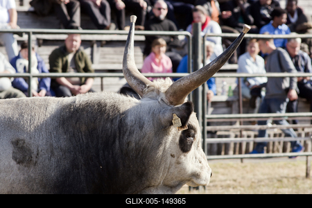 A magyar szürke szarvasmarha fajta népszerűsítése és a tenyészállat utánpótlást biztosító értékesítés a cél  a Magyar Szürke Bika Vásáron és Tenyészszemlén.Az árverésre kerülő tenyészállatok többsége a hortobágyi pásztorok keze alatt a Hortobágyi Nonprofit Kft. legelőin nevelkedtek.A megfelelő bikanevelést és minősítést a Magyar Szürke Szarvasmarhát Tenyésztők Egyesülete felügyeli. Az Egyesület és a cég közötti szoros szakmai kapcsolat eredményei ezek a tenyészállatok, melyek a fajta fenntartásának zálogai.A rendezvény helyszínén, a Pusztai Állatparkban ilyenkor a harmadéves vagyis harmadfű, fajta jellegének megfelelő, több minősítésen is átesett, külterjesen fölnevelt tenyészbikák vonulnak fel és kerülnek árverésre. Mind a nagyközönségnek, mind pedig a szakembereknek különleges élményt nyújt a tenyészállatok látványa és a hortobágyi gulyások szakmai fogásai, melyeket a mindennapi munkájuk során is alkalmaznak.-stock-foto