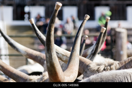 A magyar szürke szarvasmarha fajta népszerűsítése és a tenyészállat utánpótlást biztosító értékesítés a cél  a Magyar Szürke Bika Vásáron és Tenyészszemlén.Az árverésre kerülő tenyészállatok többsége a hortobágyi pásztorok keze alatt a Hortobágyi Nonprofit Kft. legelőin nevelkedtek.A megfelelő bikanevelést és minősítést a Magyar Szürke Szarvasmarhát Tenyésztők Egyesülete felügyeli. Az Egyesület és a cég közötti szoros szakmai kapcsolat eredményei ezek a tenyészállatok, melyek a fajta fenntartásának zálogai.A rendezvény helyszínén, a Pusztai Állatparkban ilyenkor a harmadéves vagyis harmadfű, fajta jellegének megfelelő, több minősítésen is átesett, külterjesen fölnevelt tenyészbikák vonulnak fel és kerülnek árverésre. Mind a nagyközönségnek, mind pedig a szakembereknek különleges élményt nyújt a tenyészállatok látványa és a hortobágyi gulyások szakmai fogásai, melyeket a mindennapi munkájuk során is alkalmaznak.-stock-foto