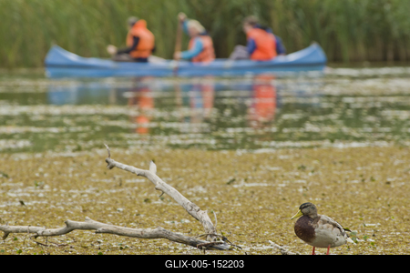 MADÁRBAN GAZDAG TISZATAVI VIZISÉTÁNY ÉS TANÖSVÉNY Poroszlóról Tiszafüred felé tartva a nagy híd előtt a Fűzfa Panziónál kell lekenyarodni és  poroszlói parttól 500 m- re van. Ide a kikőtőből induló motorcsónakokkal visznek be, ha elég látogató összegyűlik, de fél óránál tovább nem kell várni.-stock-foto