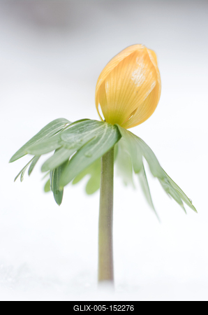 Kinyílik a téltemető akkor megérkezett a tavasz, tartja a közmondás, és gyakran ez a növény jelzi a természet ébredezését a leggyakrabban, hiszen már februárban, a hó alól is virágzik ha kell.-stock-foto