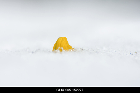 Kinyílik a téltemető akkor megérkezett a tavasz, tartja a közmondás, és gyakran ez a növény jelzi a természet ébredezését a leggyakrabban, hiszen már februárban, a hó alól is virágzik ha kell.-stock-foto