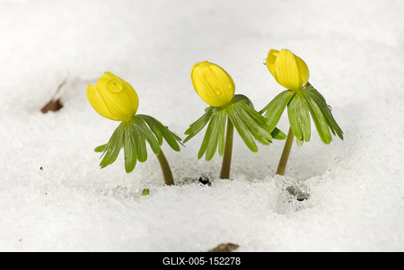 Kinyílik a téltemető akkor megérkezett a tavasz, tartja a közmondás, és gyakran ez a növény jelzi a természet ébredezését a leggyakrabban, hiszen már februárban, a hó alól is virágzik ha kell.-stock-foto