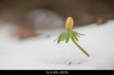 Kinyílik a téltemető akkor megérkezett a tavasz, tartja a közmondás, és gyakran ez a növény jelzi a természet ébredezését a leggyakrabban, hiszen már februárban, a hó alól is virágzik ha kell.-stock-foto