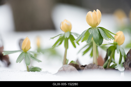 Kinyílik a téltemető akkor megérkezett a tavasz, tartja a közmondás, és gyakran ez a növény jelzi a természet ébredezését a leggyakrabban, hiszen már februárban, a hó alól is virágzik ha kell.-stock-foto