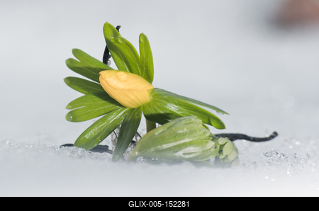 Kinyílik a téltemető akkor megérkezett a tavasz, tartja a közmondás, és gyakran ez a növény jelzi a természet ébredezését a leggyakrabban, hiszen már februárban, a hó alól is virágzik ha kell.-stock-foto