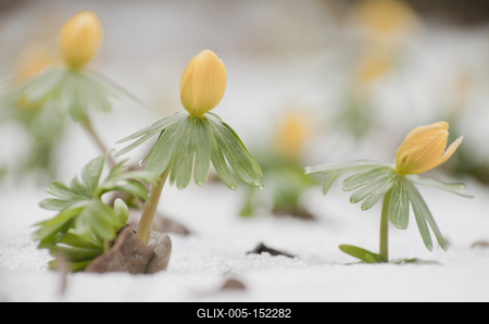 Kinyílik a téltemető akkor megérkezett a tavasz, tartja a közmondás, és gyakran ez a növény jelzi a természet ébredezését a leggyakrabban, hiszen már februárban, a hó alól is virágzik ha kell.-stock-foto