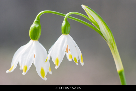 A tavaszi tőzike (Leucojum vernum)-stock-foto