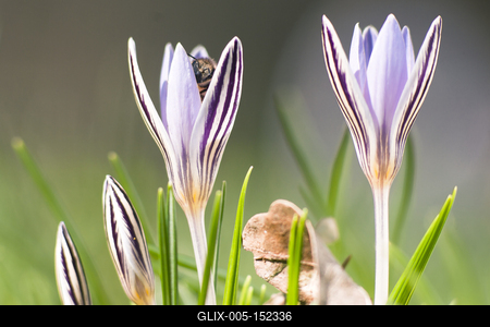 Tarka sáfrány-stock-foto