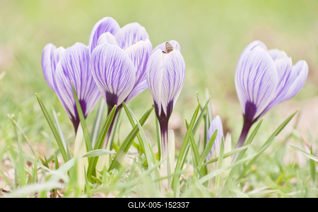 A díszkertek korai növénye a Sáfrány-stock-foto