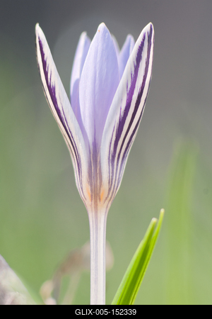 Tarka sáfrány-stock-foto