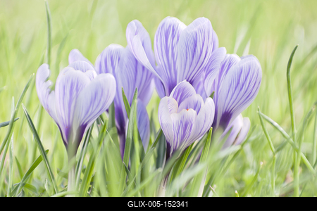 A díszkertek korai növénye a Sáfrány-stock-foto
