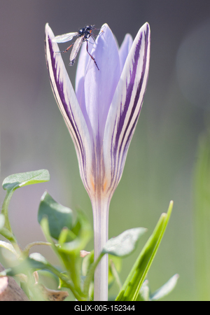 Tarka sáfrány-stock-foto