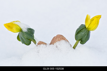 A téltemető (Eranthis hyemalis) Európában őshonos növényfaj. Az eredeti eredeti előfordulási területe Franciaország, Olaszország és a Balkán északi fele. Magyarországon nem őshonos, azonban korai betelepítések miatt nálunk a vadonban is szétterjedt.-stock-foto