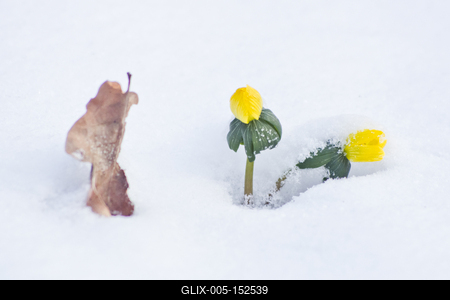 A téltemető (Eranthis hyemalis) Európában őshonos növényfaj. Az eredeti eredeti előfordulási területe Franciaország, Olaszország és a Balkán északi fele. Magyarországon nem őshonos, azonban korai betelepítések miatt nálunk a vadonban is szétterjedt.-stock-foto