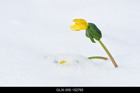 A téltemető (Eranthis hyemalis) Európában őshonos növényfaj. Az eredeti eredeti előfordulási területe Franciaország, Olaszország és a Balkán északi fele. Magyarországon nem őshonos, azonban korai betelepítések miatt nálunk a vadonban is szétterjedt.-stock-foto