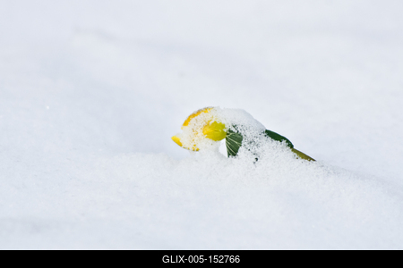 A téltemető (Eranthis hyemalis) Európában őshonos növényfaj. Az eredeti eredeti előfordulási területe Franciaország, Olaszország és a Balkán északi fele. Magyarországon nem őshonos, azonban korai betelepítések miatt nálunk a vadonban is szétterjedt.-stock-foto