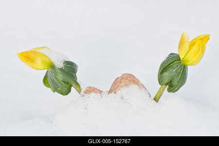 A téltemető (Eranthis hyemalis) Európában őshonos növényfaj. Az eredeti eredeti előfordulási területe Franciaország, Olaszország és a Balkán északi fele. Magyarországon nem őshonos, azonban korai betelepítések miatt nálunk a vadonban is szétterjedt.-stock-foto