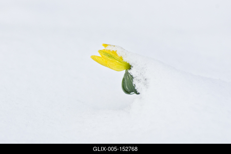 A téltemető (Eranthis hyemalis) Európában őshonos növényfaj. Az eredeti eredeti előfordulási területe Franciaország, Olaszország és a Balkán északi fele. Magyarországon nem őshonos, azonban korai betelepítések miatt nálunk a vadonban is szétterjedt.-stock-foto