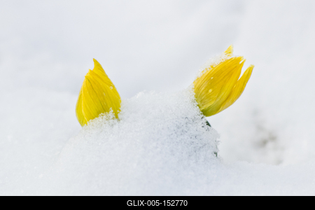 A téltemető (Eranthis hyemalis) Európában őshonos növényfaj. Az eredeti eredeti előfordulási területe Franciaország, Olaszország és a Balkán északi fele. Magyarországon nem őshonos, azonban korai betelepítések miatt nálunk a vadonban is szétterjedt.-stock-foto