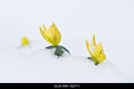 A téltemető (Eranthis hyemalis) Európában őshonos növényfaj. Az eredeti eredeti előfordulási területe Franciaország, Olaszország és a Balkán északi fele. Magyarországon nem őshonos, azonban korai betelepítések miatt nálunk a vadonban is szétterjedt.-stock-foto