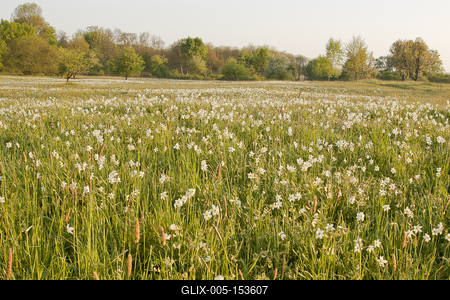 A Babócsai Basa-kert Természetvédelmi Terület 1977 óta védett kultúrtörténeti és növénytani értékei miatt. A mintegy 13 hektáros terület egyedülálló értéke a csillagos nárcisz (Narcissus stellaris), mely fehér virágszőnyegként borítja a mezőt tavasz derekán .-stock-foto