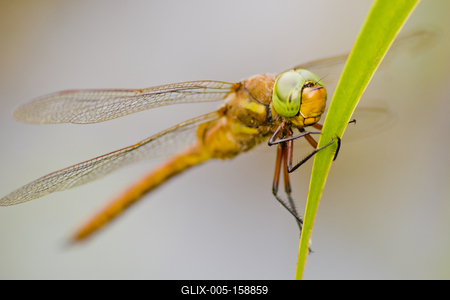 Sympetrum female from East Hungary-stock-foto