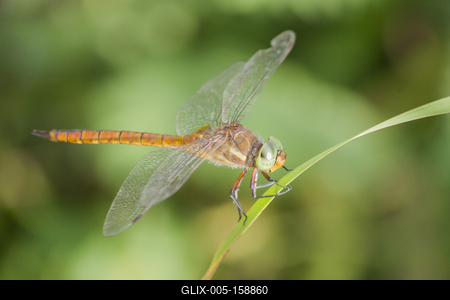 Sympetrum female from East Hungary-stock-foto