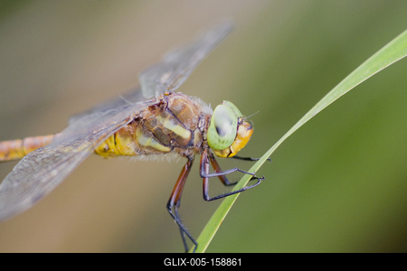 Sympetrum female from East Hungary-stock-foto