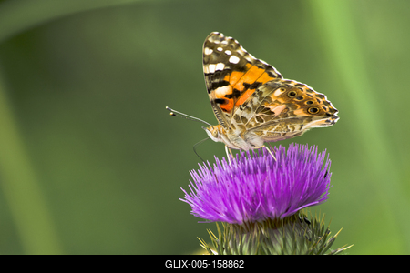 Vanessa cardui from East Hungary-stock-foto