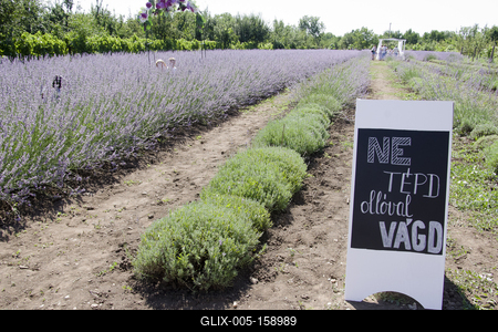 2019-ben először megnyílt a Vénkerti Levendulás, ahol legalább 2000 tő levendula várta az odalátogatókat.-stock-foto