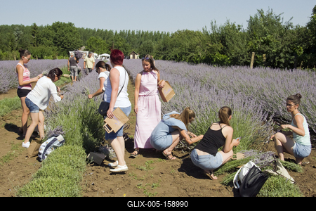 2019-ben először megnyílt a Vénkerti Levendulás, ahol legalább 2000 tő levendula várta az odalátogatókat.-stock-foto