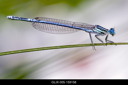 Dragonfly-stock-foto