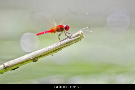 Dragonfly-stock-foto