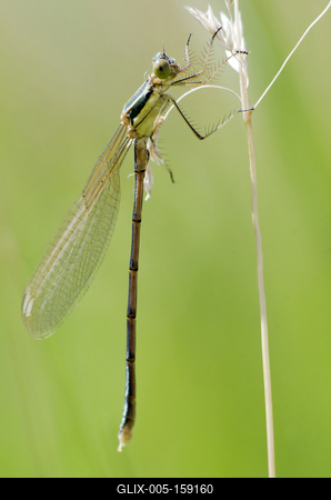 Dragonfly-stock-foto