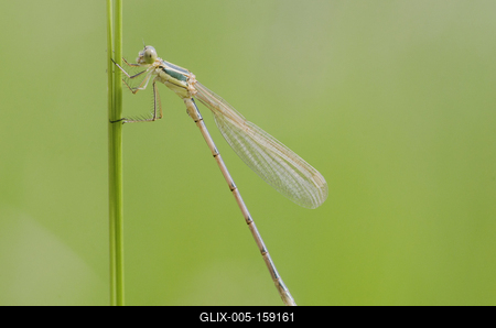 Dragonfly-stock-foto